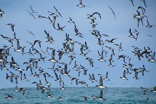 Hutton's shearwater - Birds